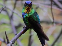 A10A9709Fiery-throated_Hummingbird