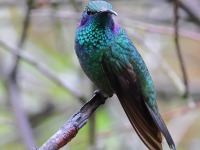 A10A9717Lesser_Violetear