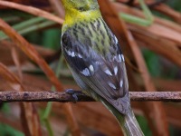A10A9724Flame-colored_Tanager