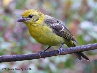 A10A9746Flame-colored_Tanager