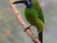 A10A9789Northern_Emerald-Toucanet