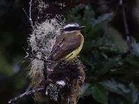 A10A9904Golden-bellied_Flycatcher