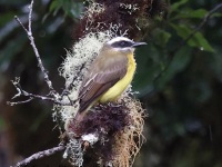 A10A9929Golden-bellied_Flycatcher