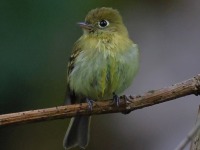 A10A9976Yellowish_Flycatcher