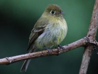 A10A9989Yellowish_Flycatcher