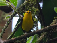 A10A2148Black-and-yellow-Tanager