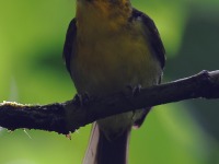 A10A2167Black-and-yellow-Tanager