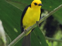 A10A2179Black-and-yellow_Tanager