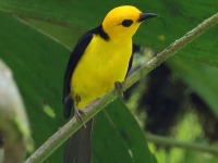 A10A2182Black-and-yellow_Tanager