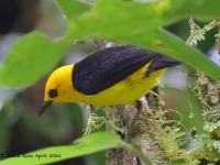 A10A2192Black-and-yellow_Tanager