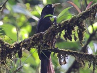 A10A2209Scarlet-rumped_Cacique