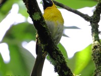 A10A2215Black-faced_Grosbeak