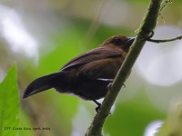 A10A2236Tawny-crested_Tanager