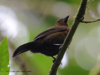 A10A2239Tawny-crested_Tanager