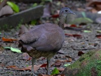 A10A2256Great_Tinamou