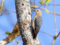 A10A7551Hoffmans_Woodpecker