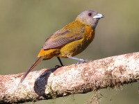 A10A7562Scarlet-rumped_Tanager