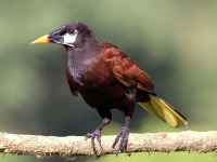 A10A7588Male_Montezuma_Oropendola