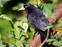 A10A7595Yellow-billed_Cacique