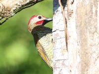 A10A7600Golden-olive_Woodpecker
