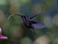 A10A7606Stripe-throated_Hermit