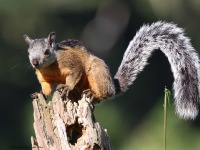 A10A7622Costa_Rican_Grey_Squirrel