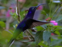 A10A7699Violet_Sabrewing