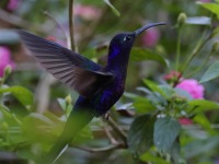 A10A7701Violet_Sabrewing