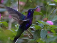 A10A7704Violet_Sabrewing