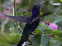 A10A7716Violet_Sabrewing