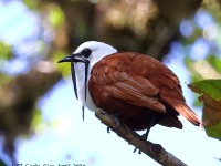 A10A7810Three-wattled_Bellbird