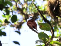 A10A7838Three-wattled_Bellbird