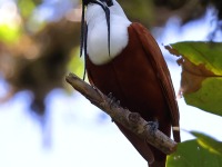 A10A7876Three-wattled_Bellbird