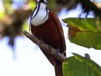 A10A7879Three-wattled_Bellbird