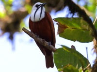 A10A7881Three-wattled_Bellbird