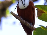 A10A7901Three-wattled_Bellbird