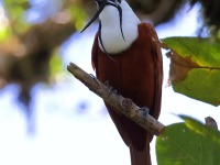 A10A7902Three-wattled_Bellbird