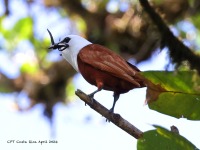 A10A7907Three-wattled_Bellbird