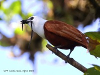 A10A7910Three-wattled_Bellbird