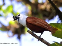 A10A7912Three-wattled_Bellbird