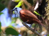 A10A7932Three-wattled_Bellbird