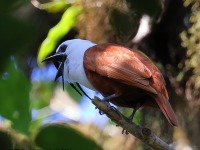 A10A7942Three-wattled_Bellbird