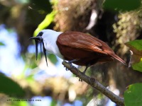 A10A7953Three-wattled_Bellbird