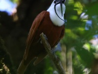 A10A7964Three-wattled_Bellbird