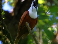 A10A7965Three-wattled_Bellbird