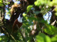 A10A7967Three-wattled_Bellbird