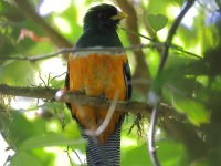 A10A8013Collared_Trogon