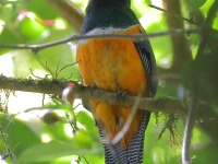 A10A8023Collared_Trogon