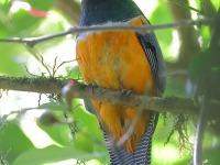 A10A8028Collared_Trogon