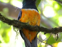 A10A8047Collared_Trogon